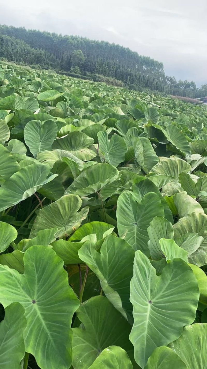 3万亩基地大量供应芋头种子种苗
