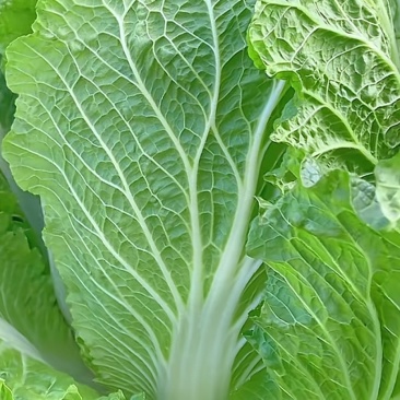 白菜