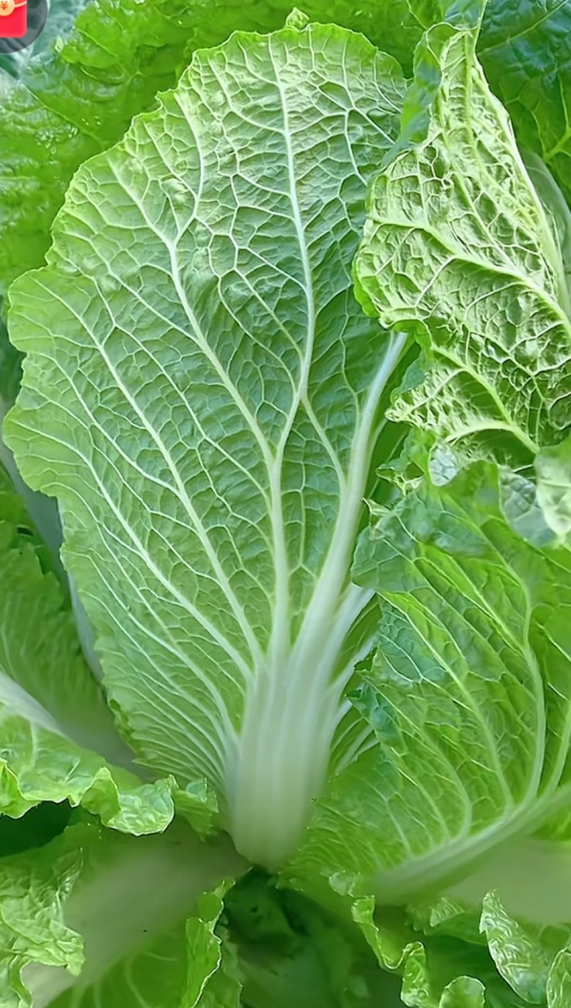 白菜