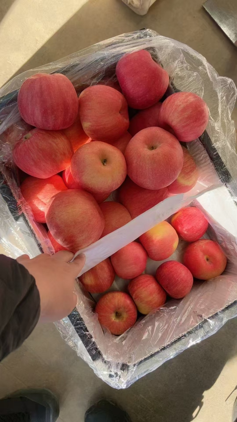 精品～红嘎啦红星苹果大量批发电商市场一手货源价格便宜