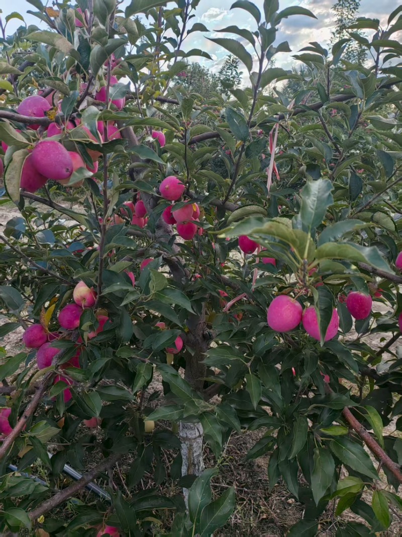 沙土地鸡心果，甜度高,水分充足