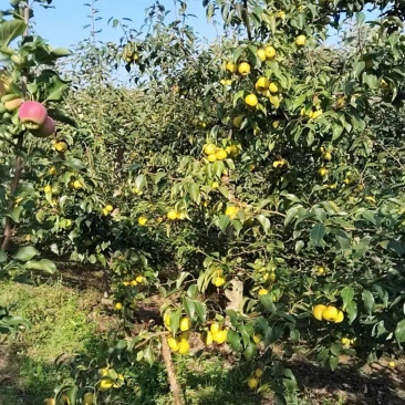出售金香水梨，个大果面光滑亮泽