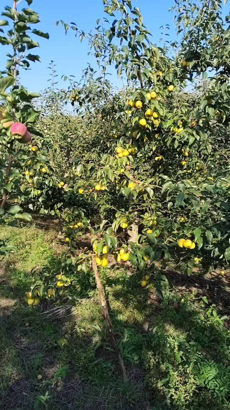 出售金香水梨，个大果面光滑亮泽