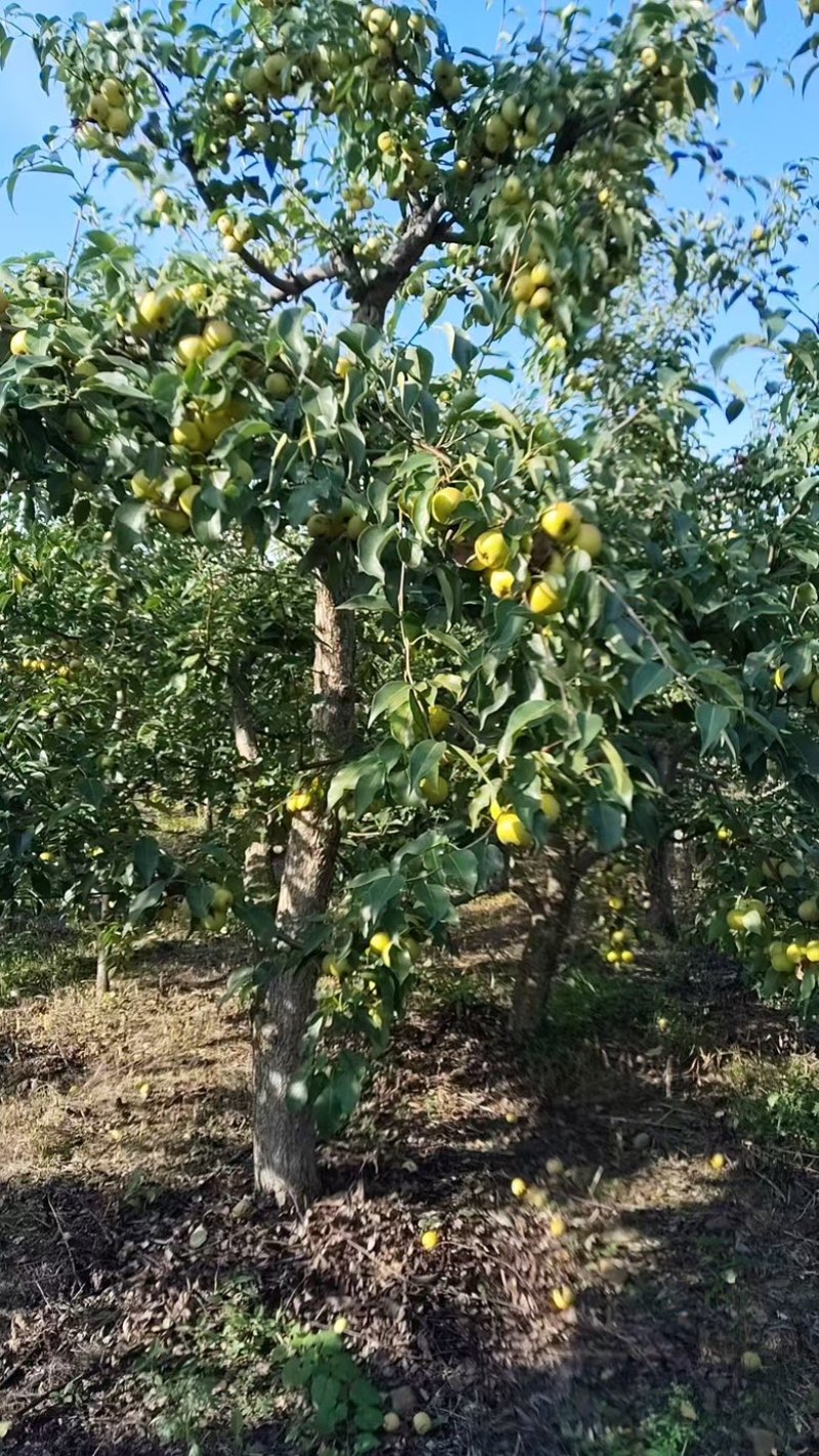 出售金香水梨，个大果面光滑亮泽