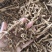 地骨皮祥泰药材栈中药材批发零售实物拍摄量多从优欢迎购买
