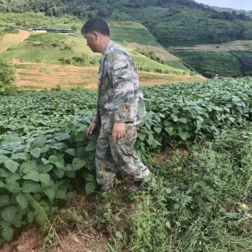 滇大豆2号青毛豆