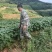 滇大豆2号青毛豆