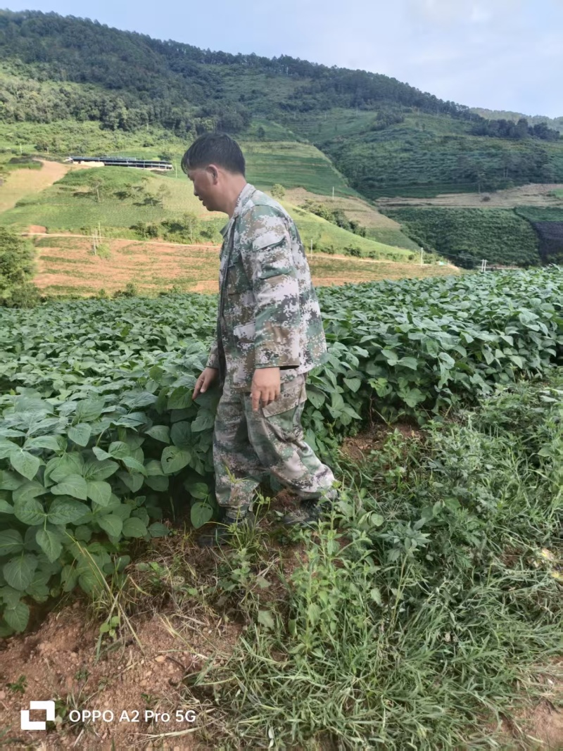滇大豆2号青毛豆