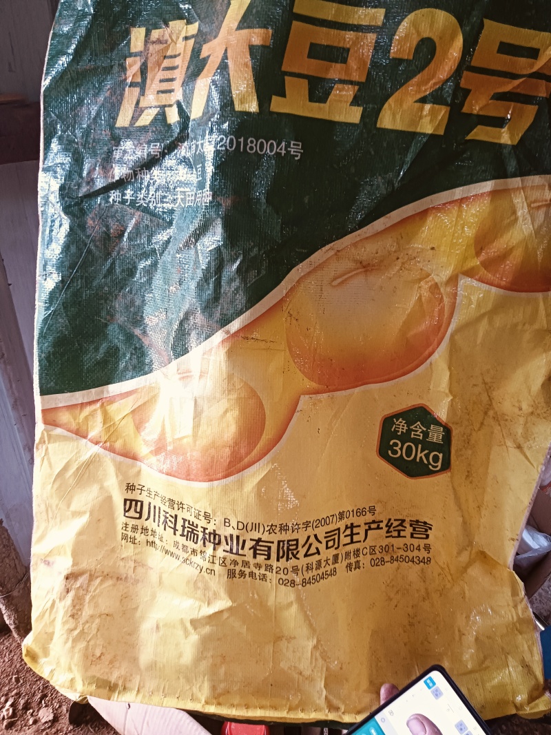滇大豆2号青毛豆