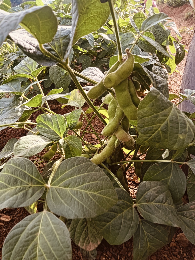 滇大豆2号青毛豆