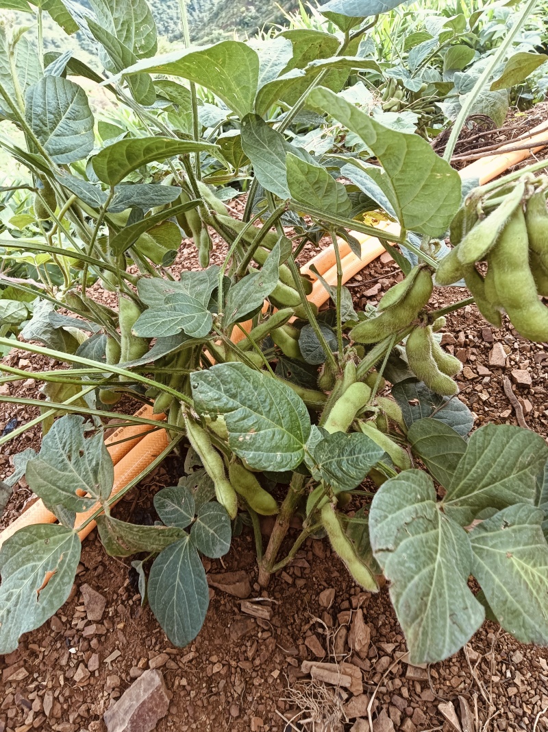 滇大豆2号青毛豆