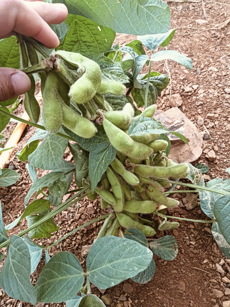 滇大豆2号青毛豆