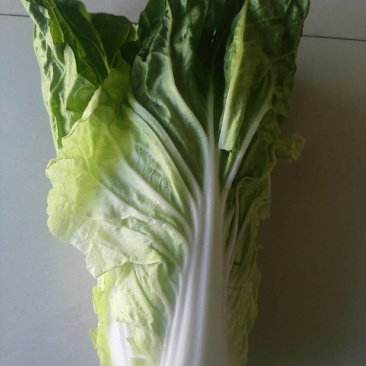 黄白