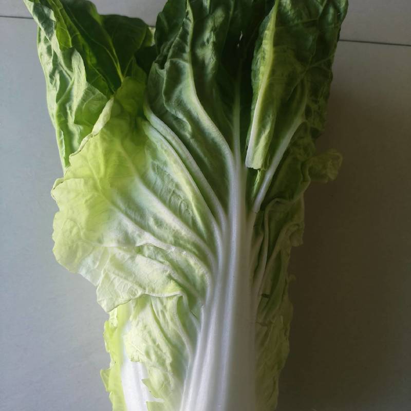 黄白