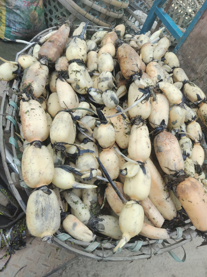 无绣25年新藕六号嫩藕