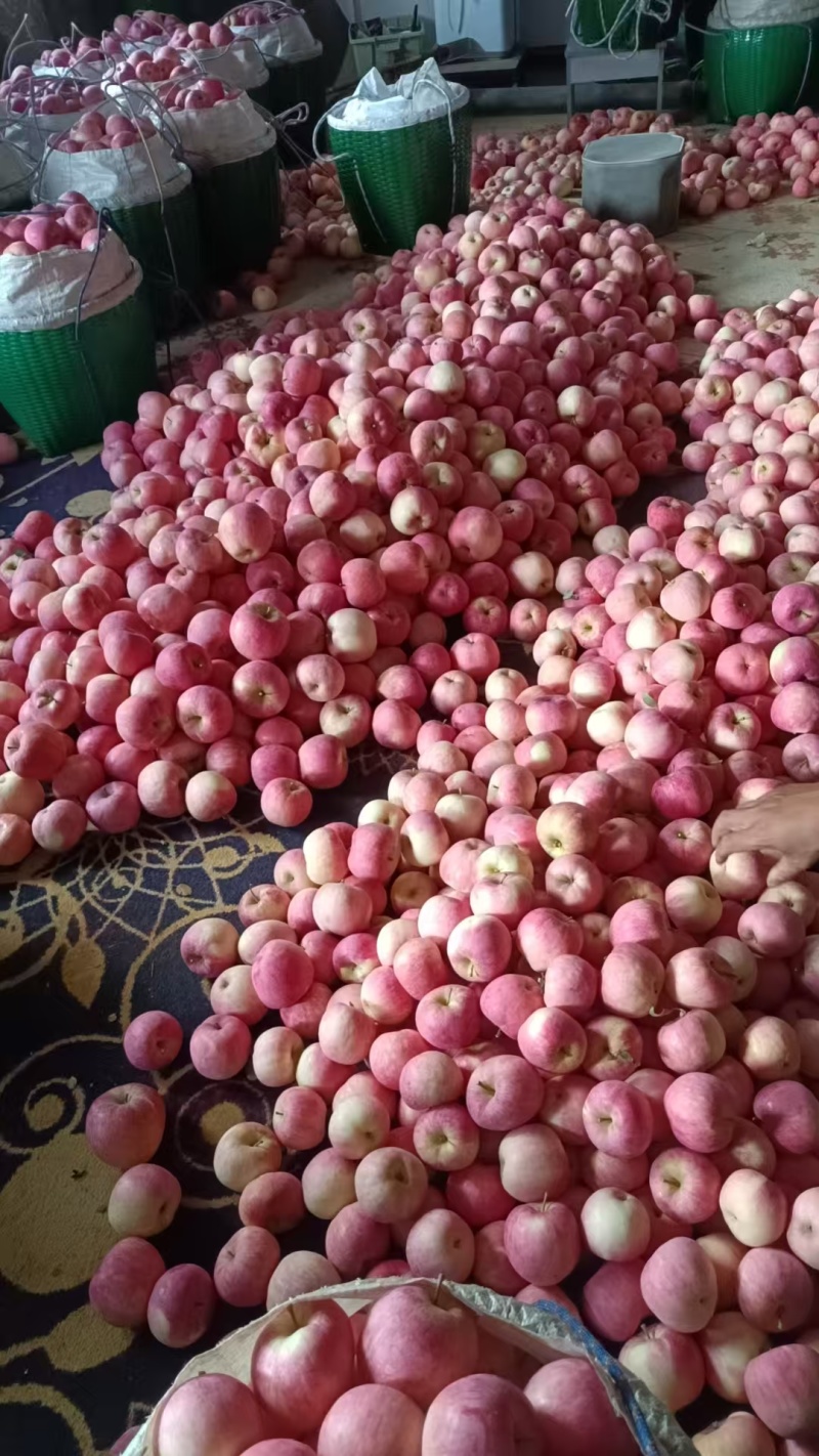 云南昭通新世纪苹果万亩基地直采，品质好糖度高价格低