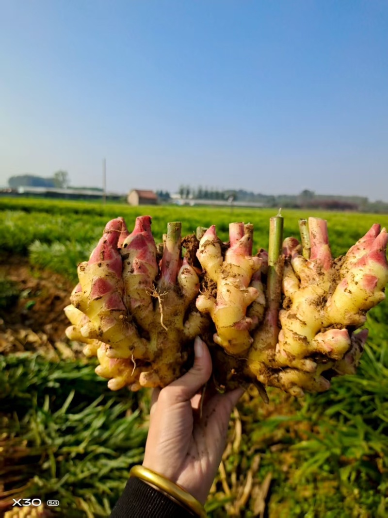热推鲜姜【精品红芽黄姜】产地批发一手货源坏烂包赔全国代发