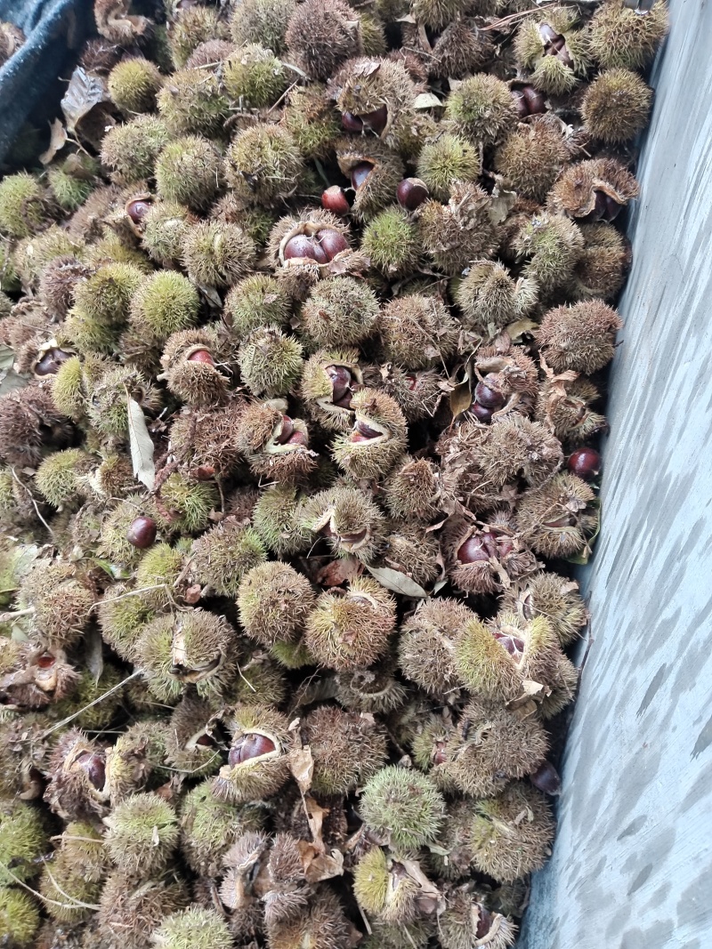 沂蒙山板栗上市了