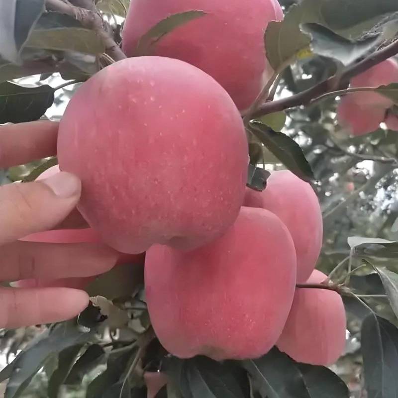 光果红星苹果，口感甜脆，产地直供。价格商议