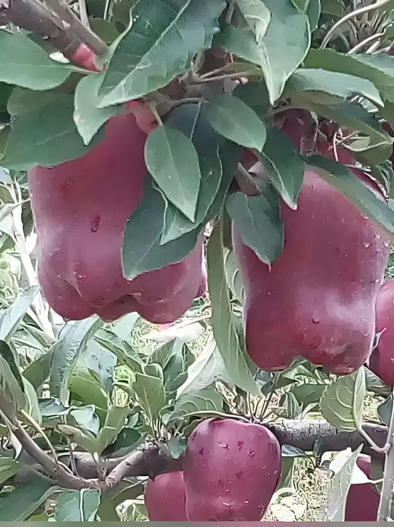 光果红星苹果，口感甜脆，产地直供。价格商议