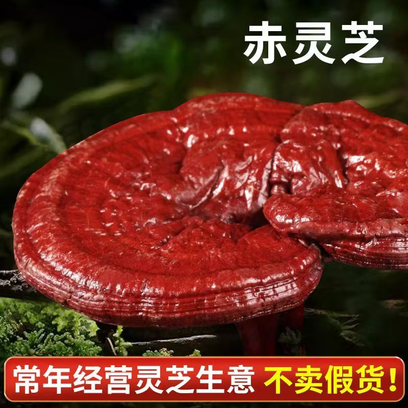 正宗紫灵芝药香十足产地直发药厂**数量有限