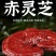正宗紫灵芝药香十足产地直发药厂**数量有限