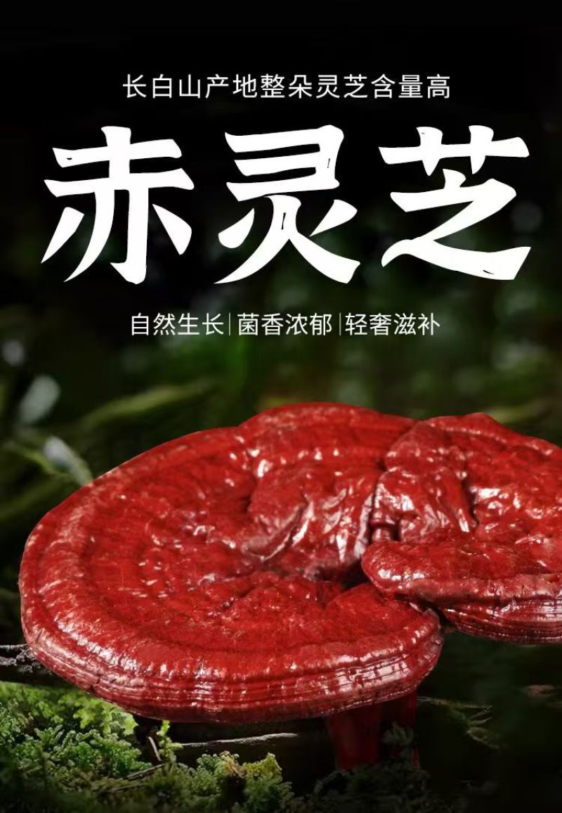 正宗紫灵芝药香十足产地直发药厂**数量有限