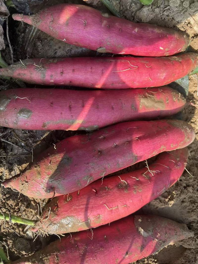 【西瓜红蜜薯】河北保定精品推荐源头产地直销批发价