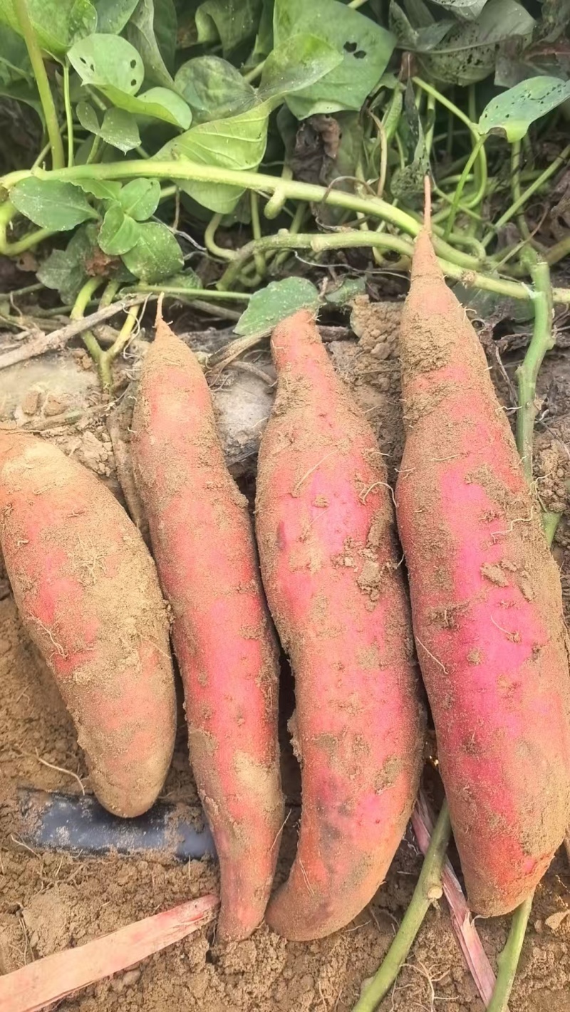 【西瓜红蜜薯】河北保定精品推荐源头产地直销批发价