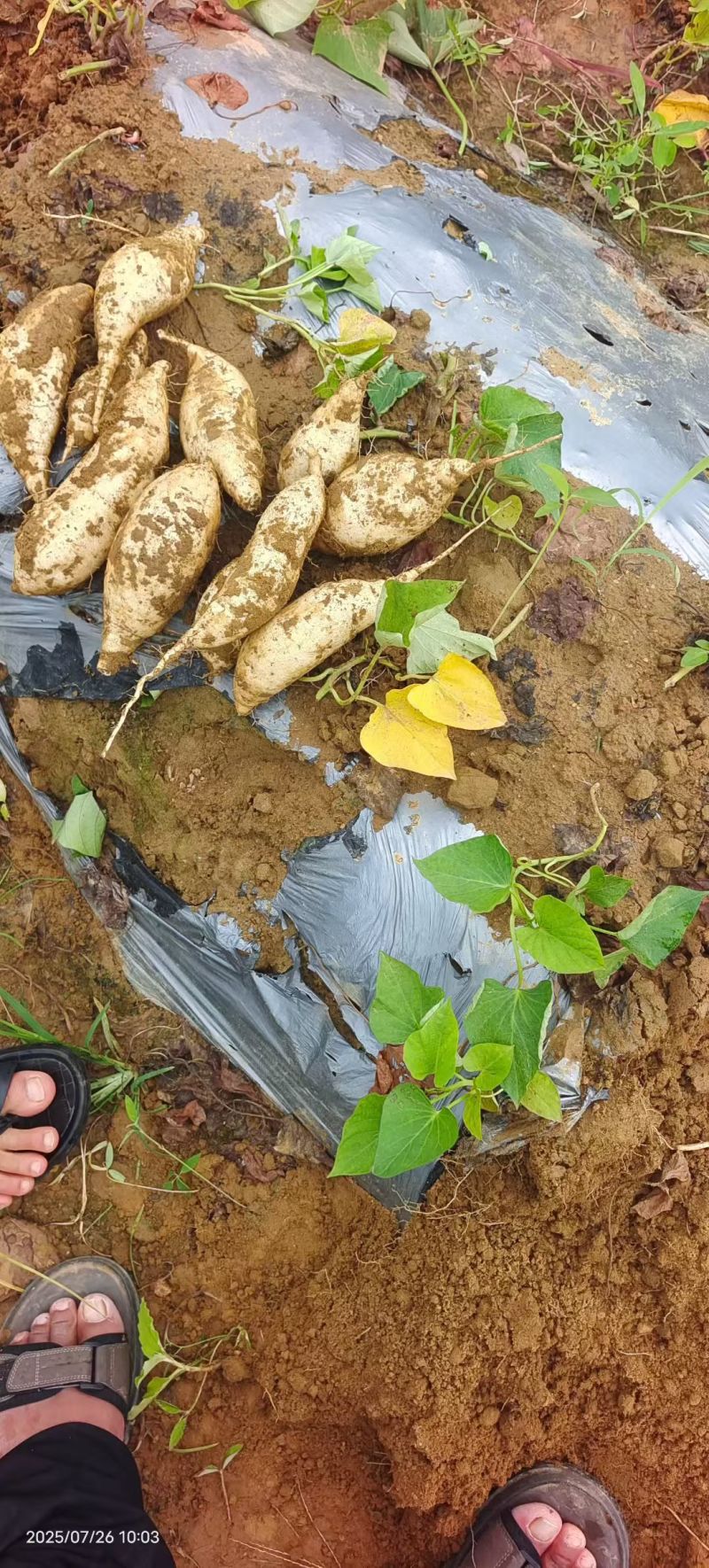 人叁薯红薯量大质优产地直销一手货源欢迎咨询采购