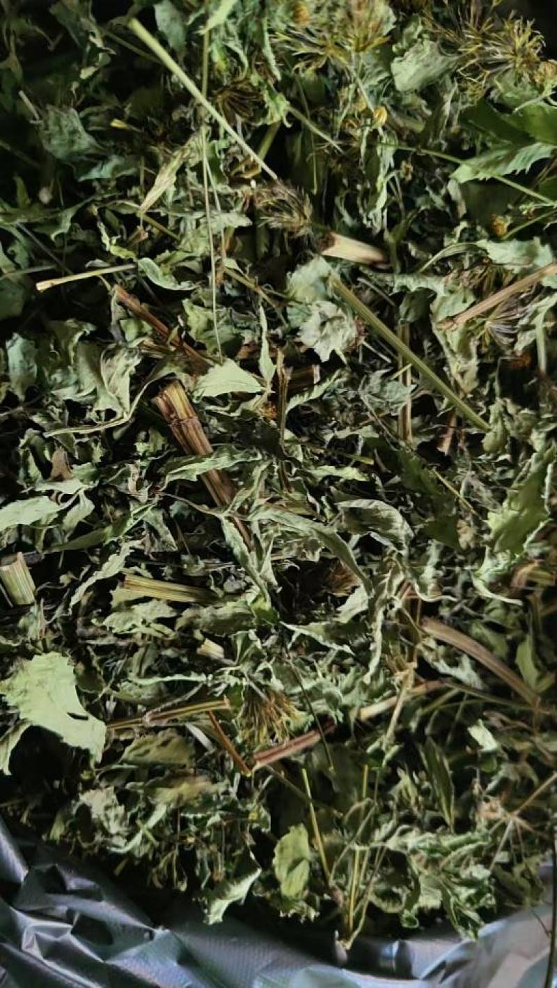 烘干绿色鬼针草（野生）