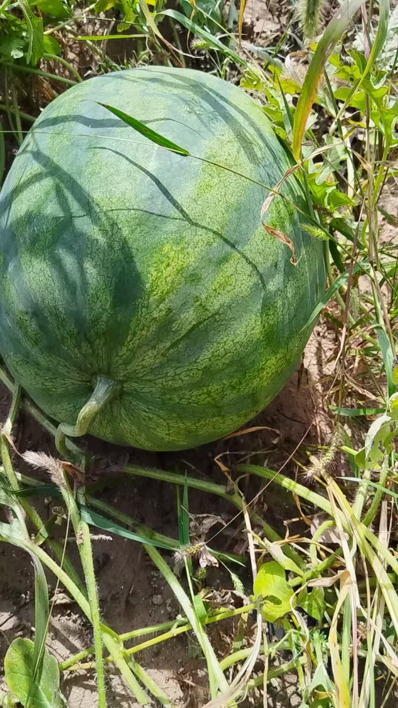 出售打瓜瓤子1号