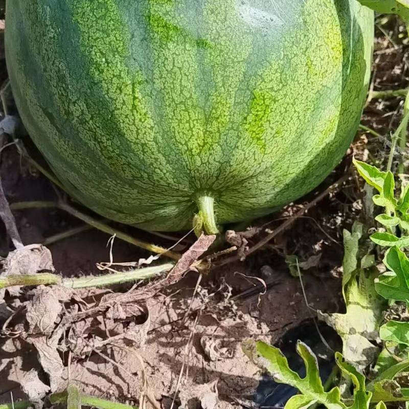 出售打瓜瓤子1号