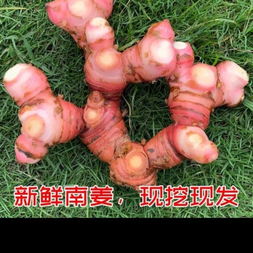 优质南姜