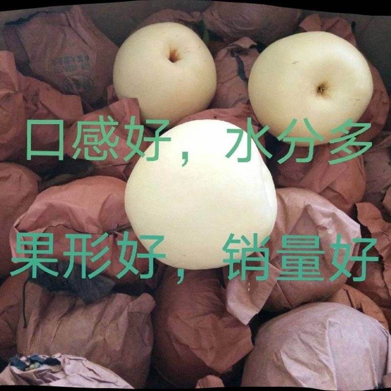 自家金花梨大量上市，需要的老板联系我。