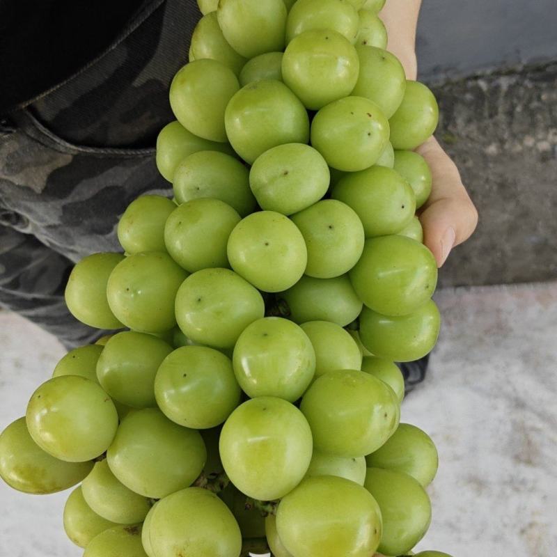 天津茶淀阳光玫瑰