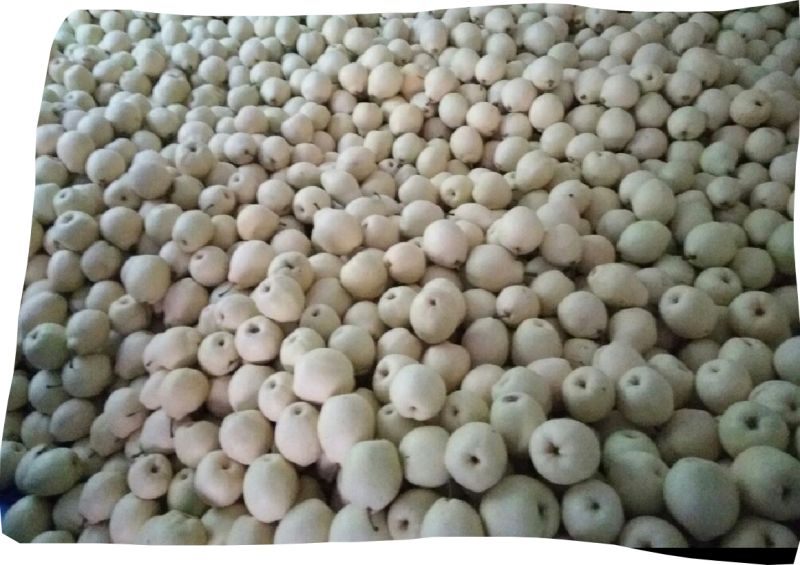 自家金花梨大量上市，需要的老板联系我。