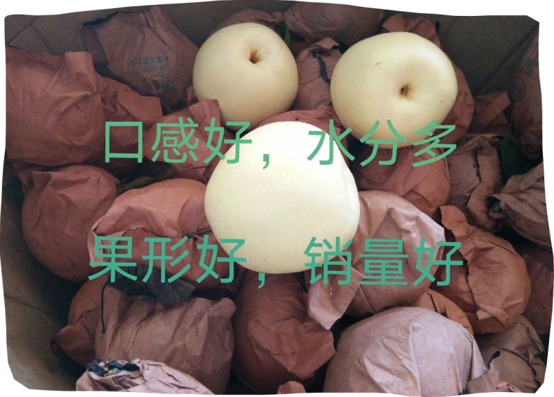 自家金花梨大量上市，需要的老板联系我。