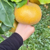 云南黄皮梨红雪梨梨上市口感甜全国发货产地代收