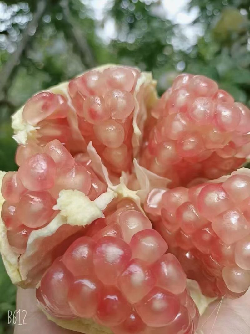 中秋节礼品。云南红河州蒙自市本地特产甜石榴（薄皮石榴）