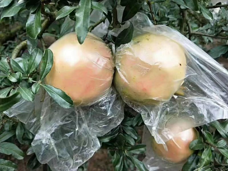 中秋节礼品。云南红河州蒙自市本地特产甜石榴（薄皮石榴）