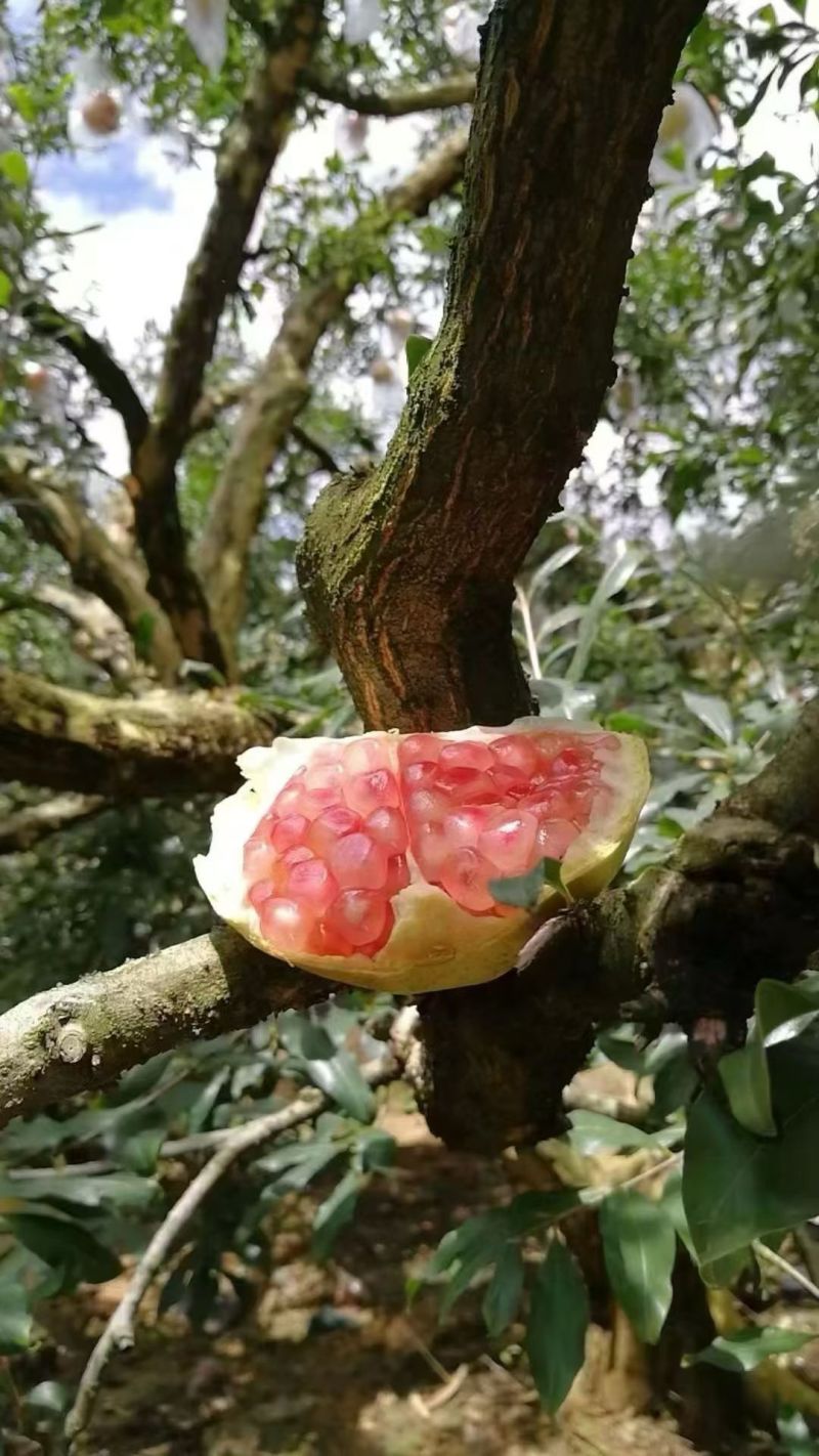 中秋节礼品。云南红河州蒙自市本地特产甜石榴（薄皮石榴）