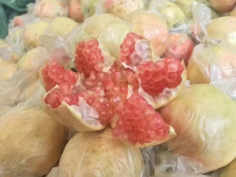 中秋节礼品。云南红河州蒙自市本地特产甜石榴（薄皮石榴）