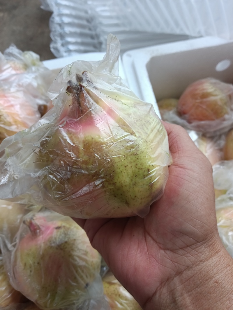 中秋节礼品。云南红河州蒙自市本地特产甜石榴（薄皮石榴）