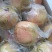 中秋节礼品。云南红河州蒙自市本地特产甜石榴（薄皮石榴）