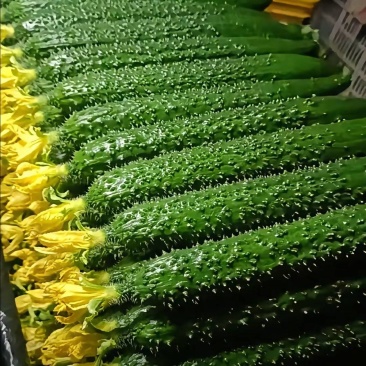 莘县精品密刺黄瓜青瓜鲜花干花带刺条直绿油亮黑亮