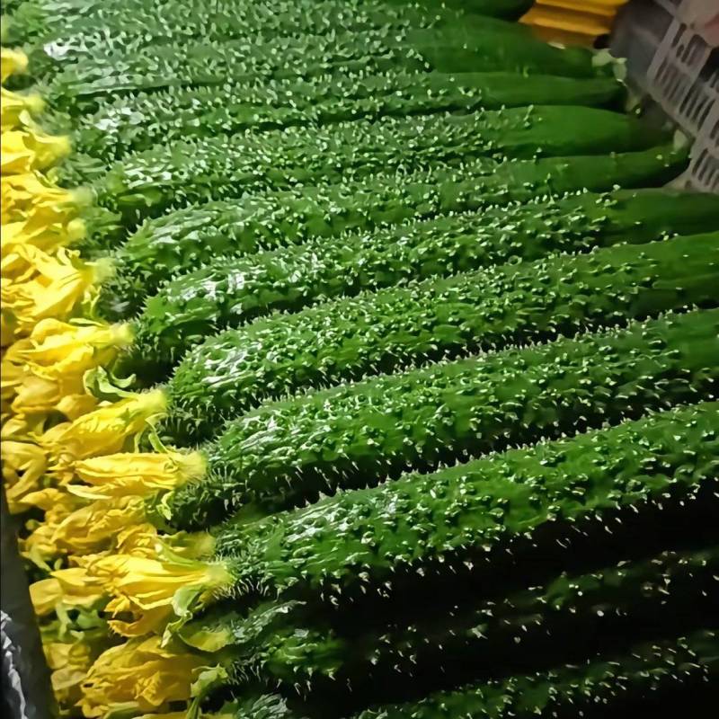 莘县精品密刺黄瓜青瓜鲜花干花带刺条直绿油亮黑亮