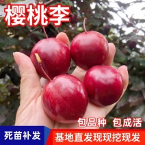 果园直发李子树苗新品种樱桃李小仙子现挖现发包品种成活率