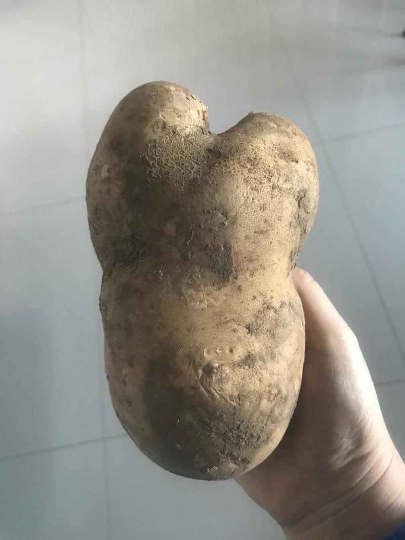 高原土豆，高寒土豆，绿色植物，土豆粉量大，沙土地，特产