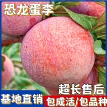 果园直发李子树苗恐龙蛋李子黑霸王冬雪李子包对版成活率